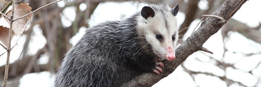 opossum perched on tree branch